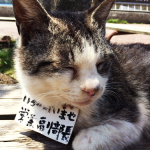 可愛すぎる芦ノ湖の営業副部長